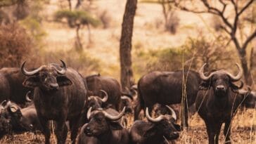 Photo Serengeti National Park
