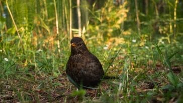 Photo Wildlife encounter