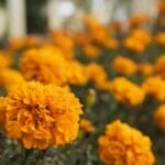 Photo Majorelle Gardens