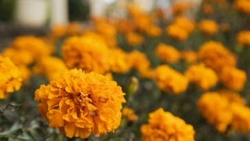 Photo Majorelle Gardens