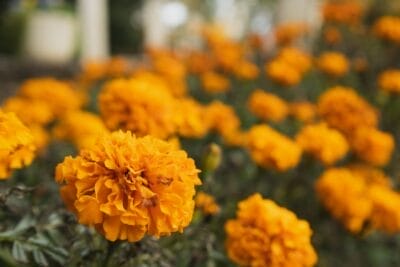 Photo Majorelle Gardens