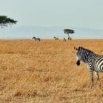 Photo Luxury safari