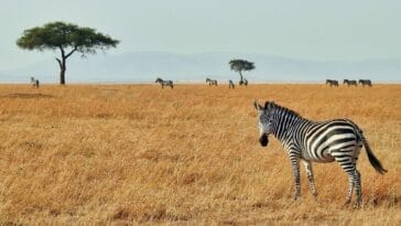 Photo Luxury safari
