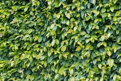 Photo Boxwood hedge