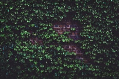 Photo Greenery wall