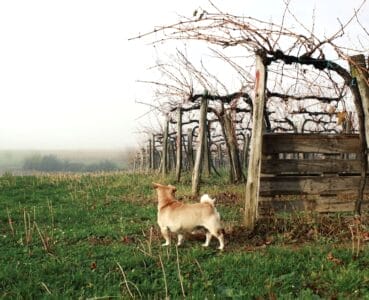Photo Vineyard dog