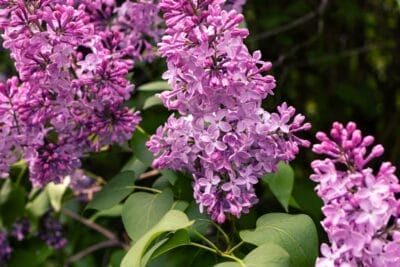 Photo Lavender bush