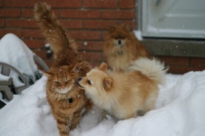 Photo snow cat