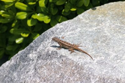 Photo Gecko on rock