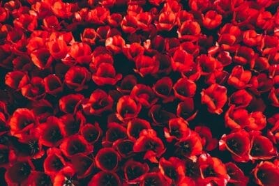 Photo tulips