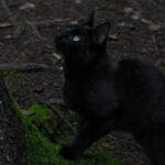 Photo Black cat