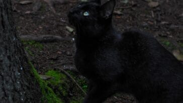Photo Black cat