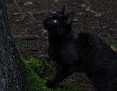 Photo Black cat
