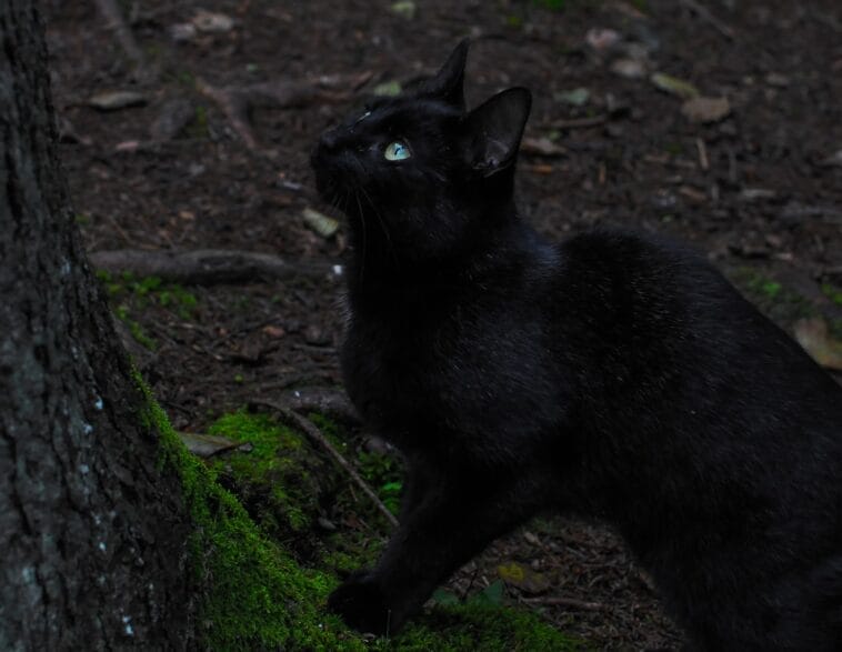Photo Black cat