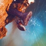 Photo Spider species