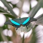 Photo Colorful butterfly