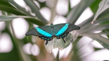 Photo Colorful butterfly