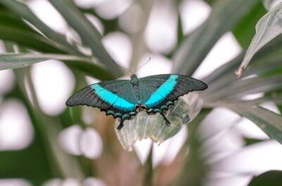Photo Colorful butterfly