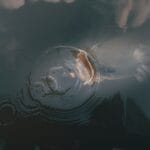 Photo Freshwater fish