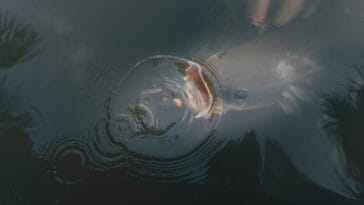 Photo Freshwater fish