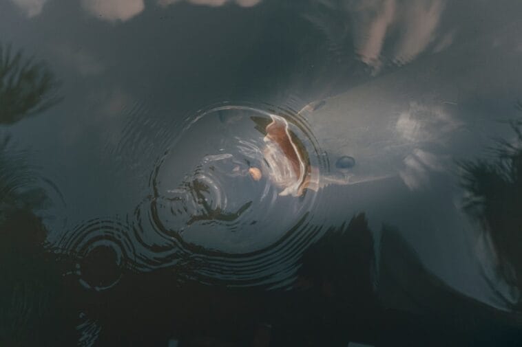 Photo Freshwater fish