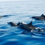 Photo Bottlenose Dolphin