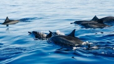 Photo Bottlenose Dolphin