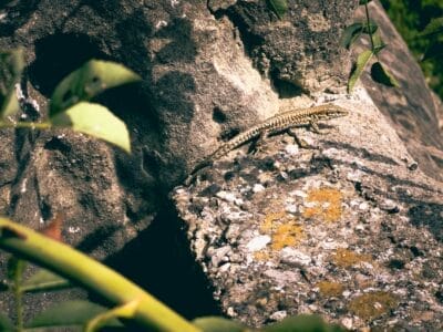 Photo Gecko on rock