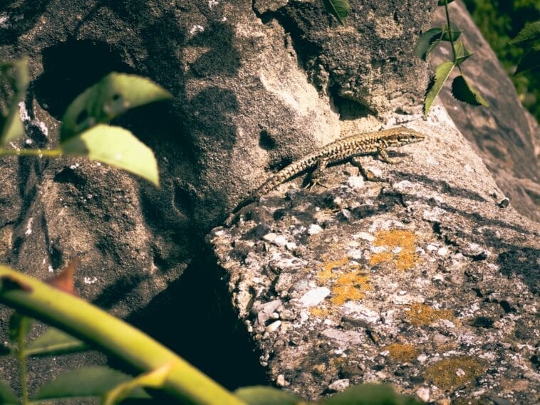 Photo Gecko on rock