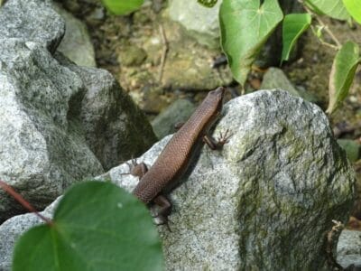 Photo Gecko on rock