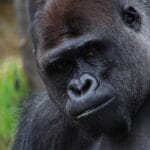 Photo Gorilla knuckles