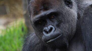 Photo Gorilla knuckles