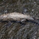 Photo Riverbank camouflage