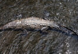 Photo Riverbank camouflage