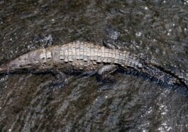 Photo Riverbank camouflage