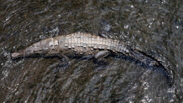 Photo Riverbank camouflage