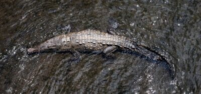 Photo Riverbank camouflage