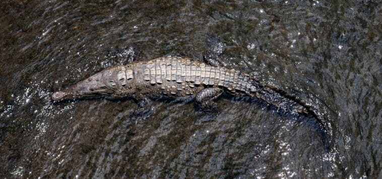Photo Riverbank camouflage