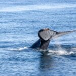 Photo Humpback whale