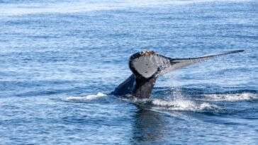 Photo Humpback whale