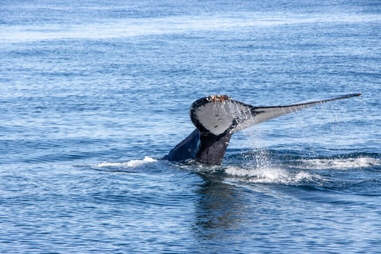 Photo Humpback whale