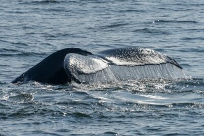 Photo Humpback whale