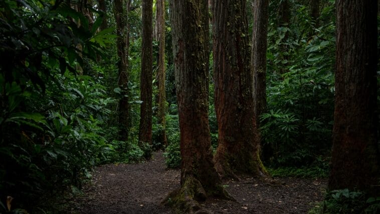 Photo Hiking trail