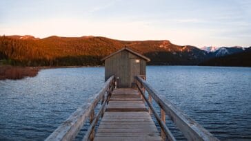 Photo montana huckleberry