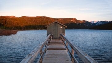 Photo montana huckleberry