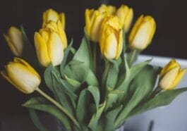 Photo tulips