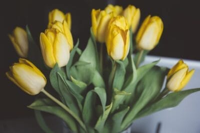 Photo tulips