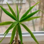 Photo Dracaena marginata