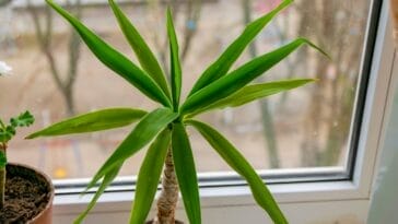 Photo Dracaena marginata