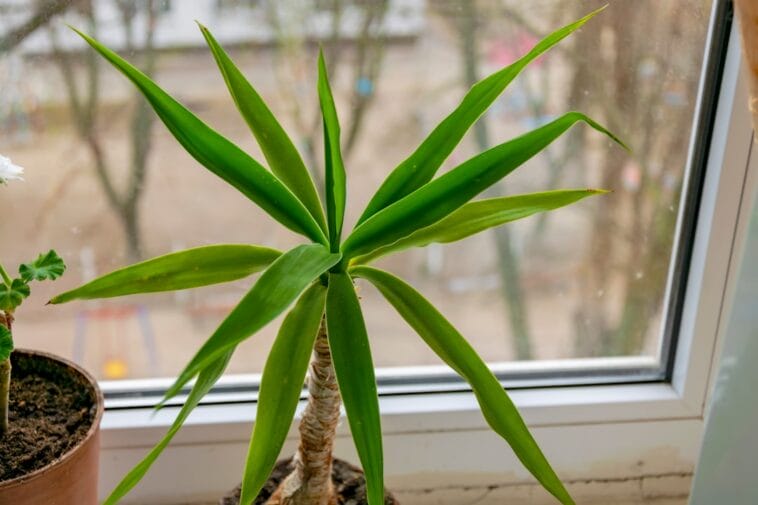 Photo Dracaena marginata